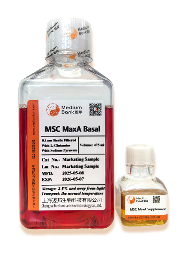 Mesenchymal Stem Cell Culture 