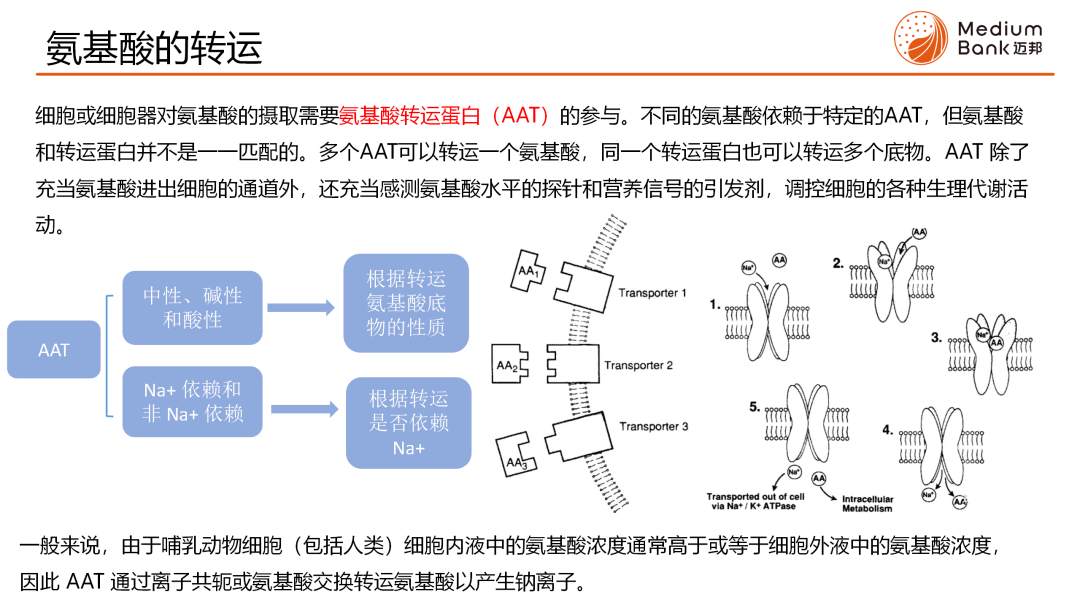 M生物智慧库 第3期 | 哺乳动物细胞培养基中的氨基酸(图7)